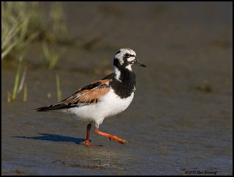 _0SB7236 ruddy turnstone.jpg